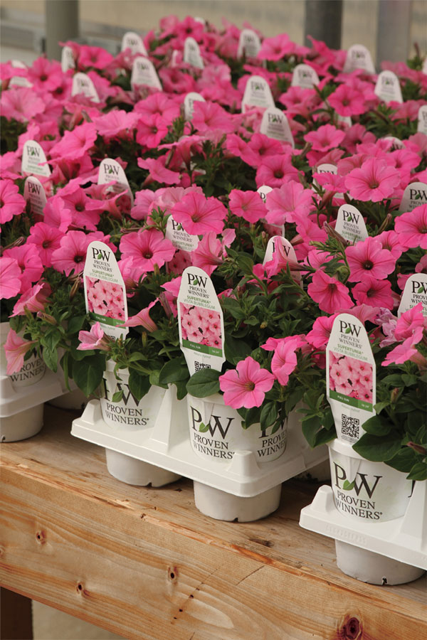 Greenhouse Flower Proven Winners Bubblegum