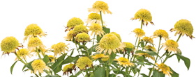 Echinacea-Double-Coded-Butter-Pecan