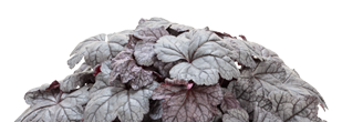 Heuchera Dolce Frosted Berry