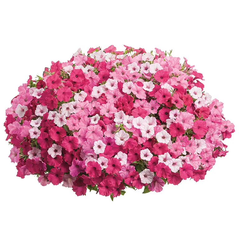 Above-and-Beyond Above-and-Beyond