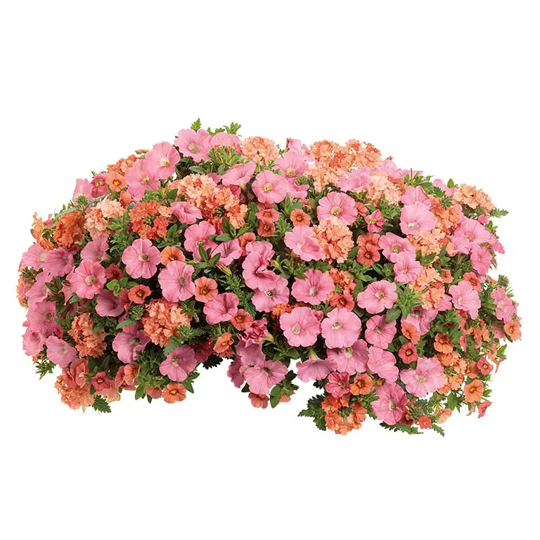 Acapulco-Sun Acapulco-Sun