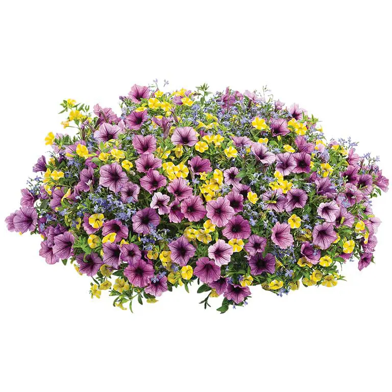 Bahama-Beach Bahama-Beach