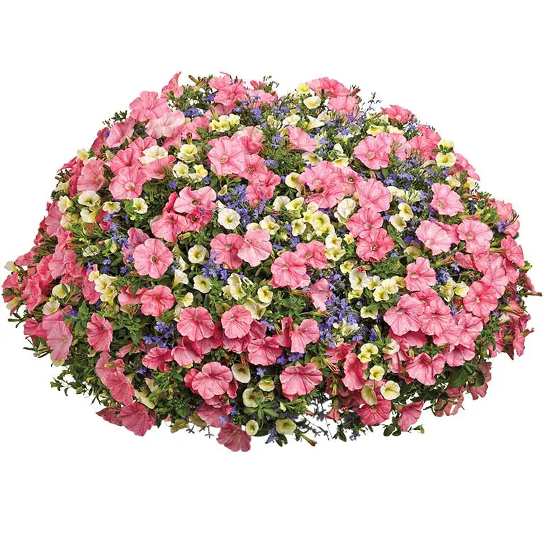 Bermuda-Skies Bermuda-Skies