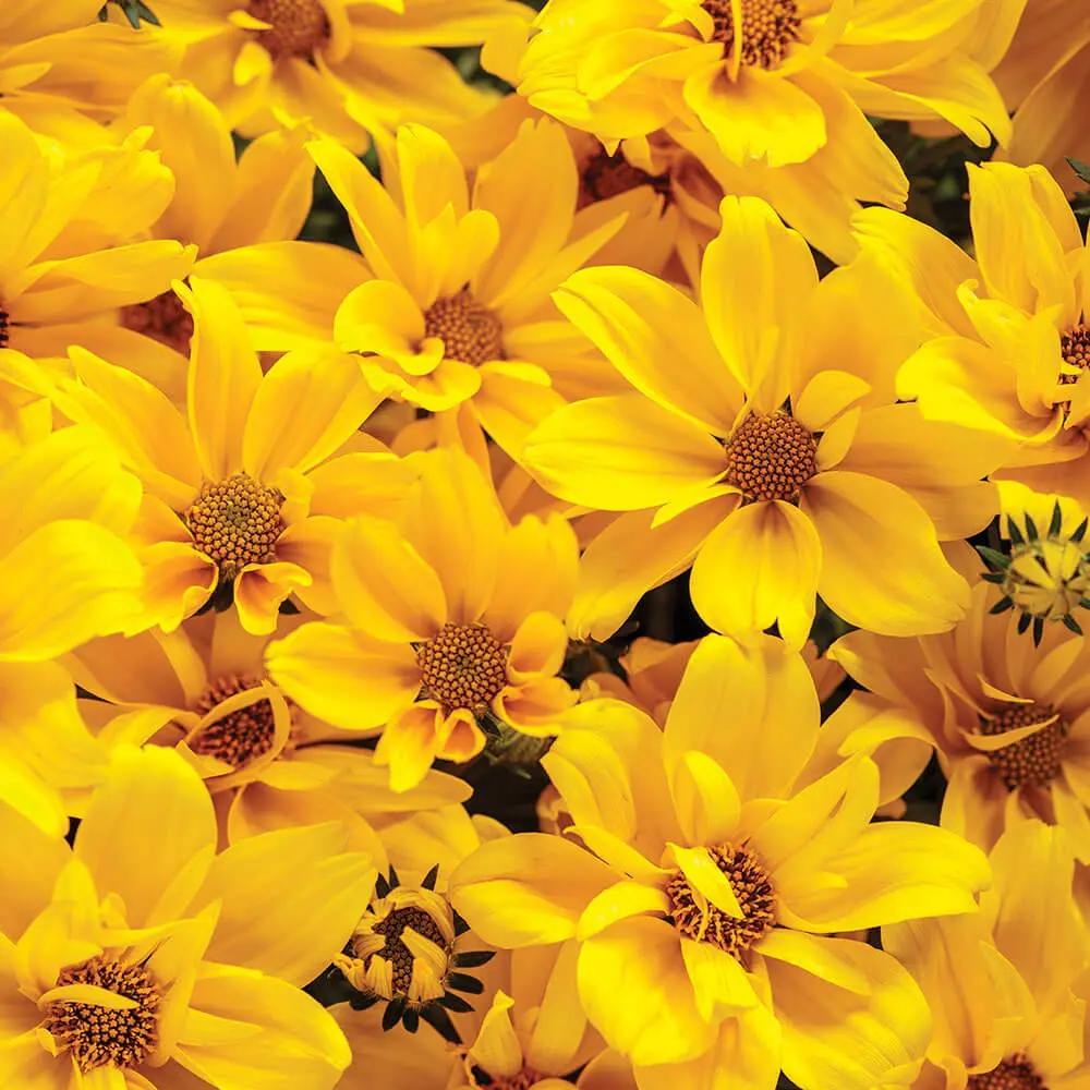 Bidens-Goldilocks-Rocks(R)
