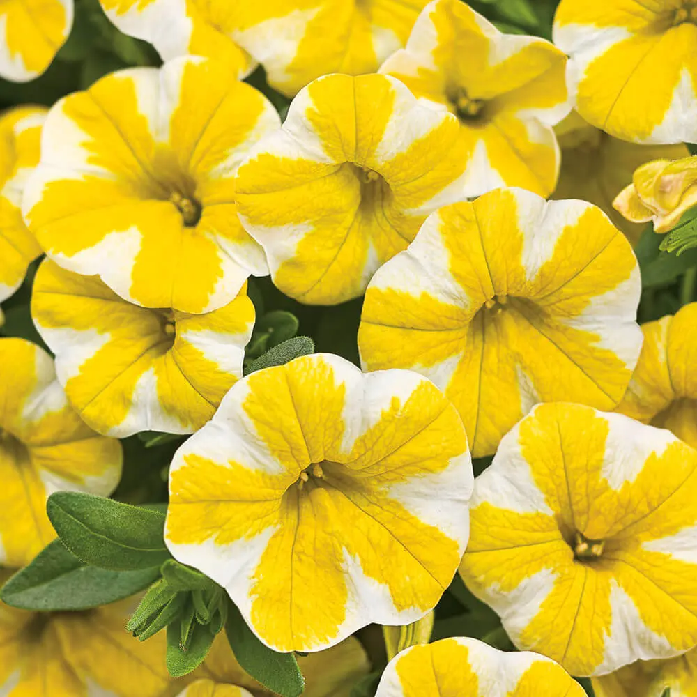 Calibrachoa-Superbells(R)-Lemon-Slice(R)