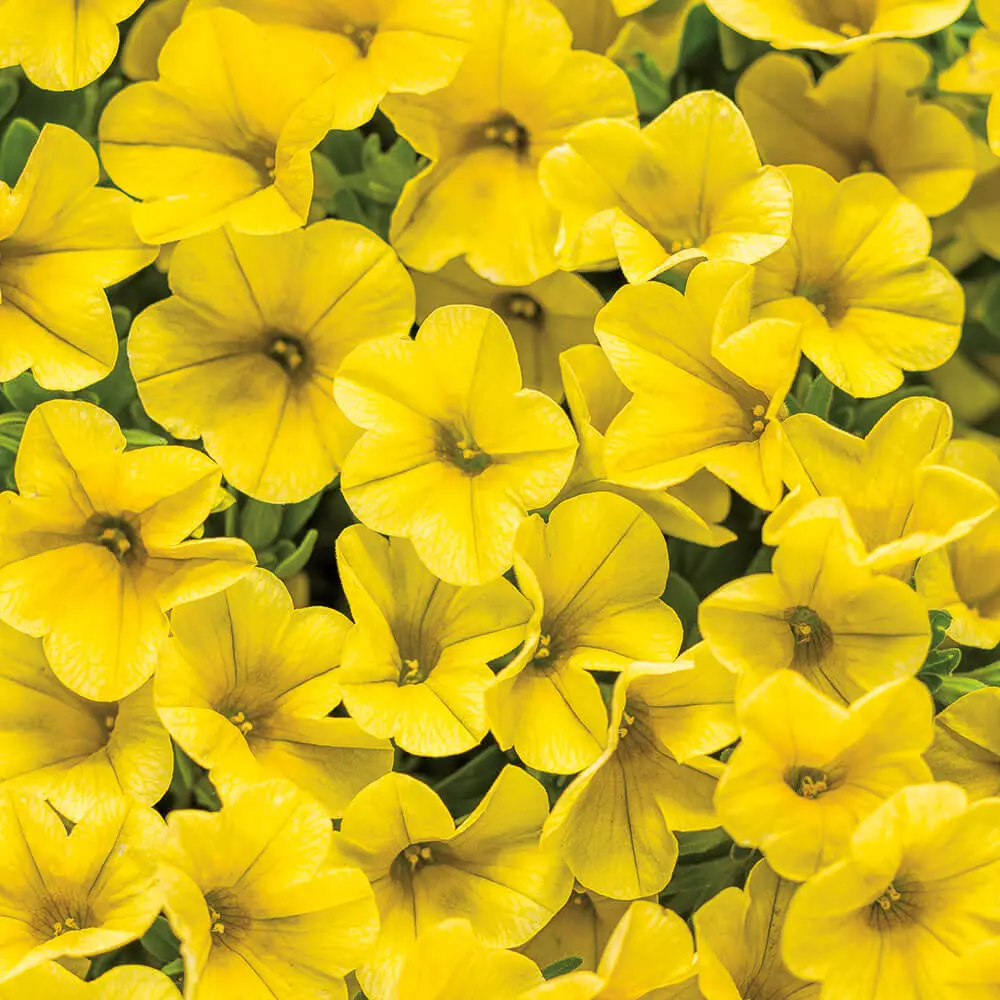 Calibrachoa-Superbells(R)-Yellow