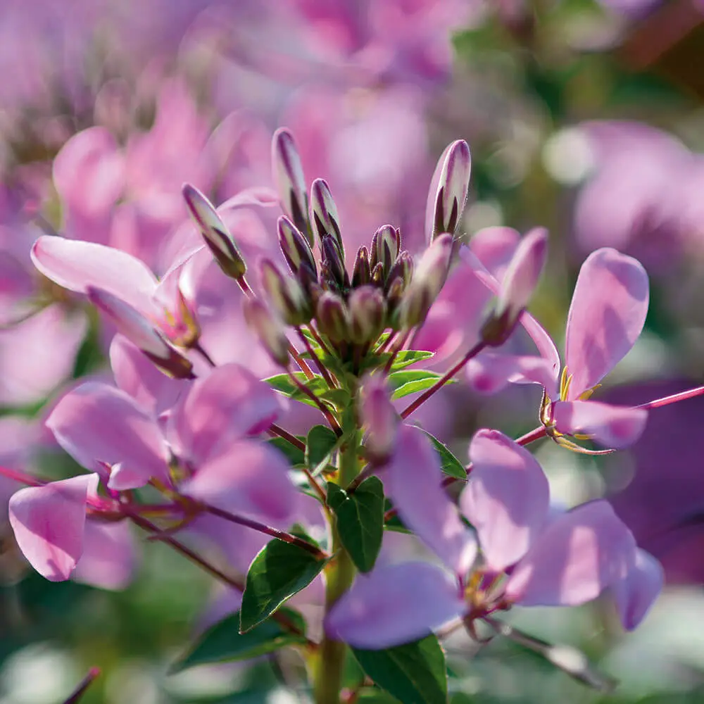 Cleome-Senorita-Rosalita(R)