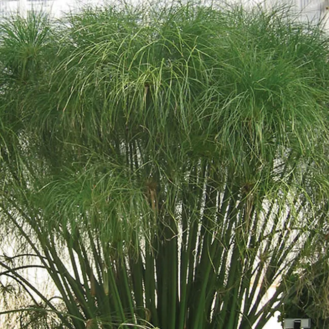 Cyperus-Graceful-Grasses(R)-King-Tut(R)