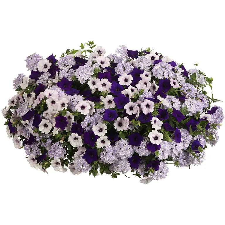 Do-you-lilac-it Do-you-lilac-it