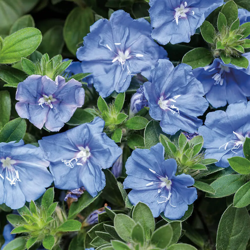 Evolvulus-Blue-My-Mind-XL_TG