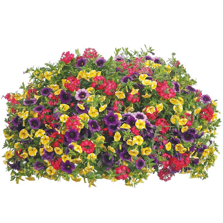 Fruit-Salad Fruit-Salad