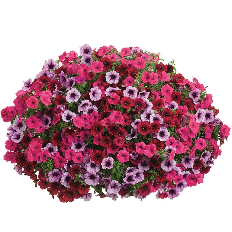 Grand-Traverse Grand-Traverse