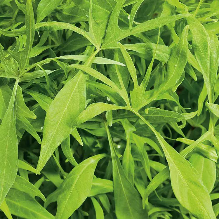 Illusion-Emerald-Lace