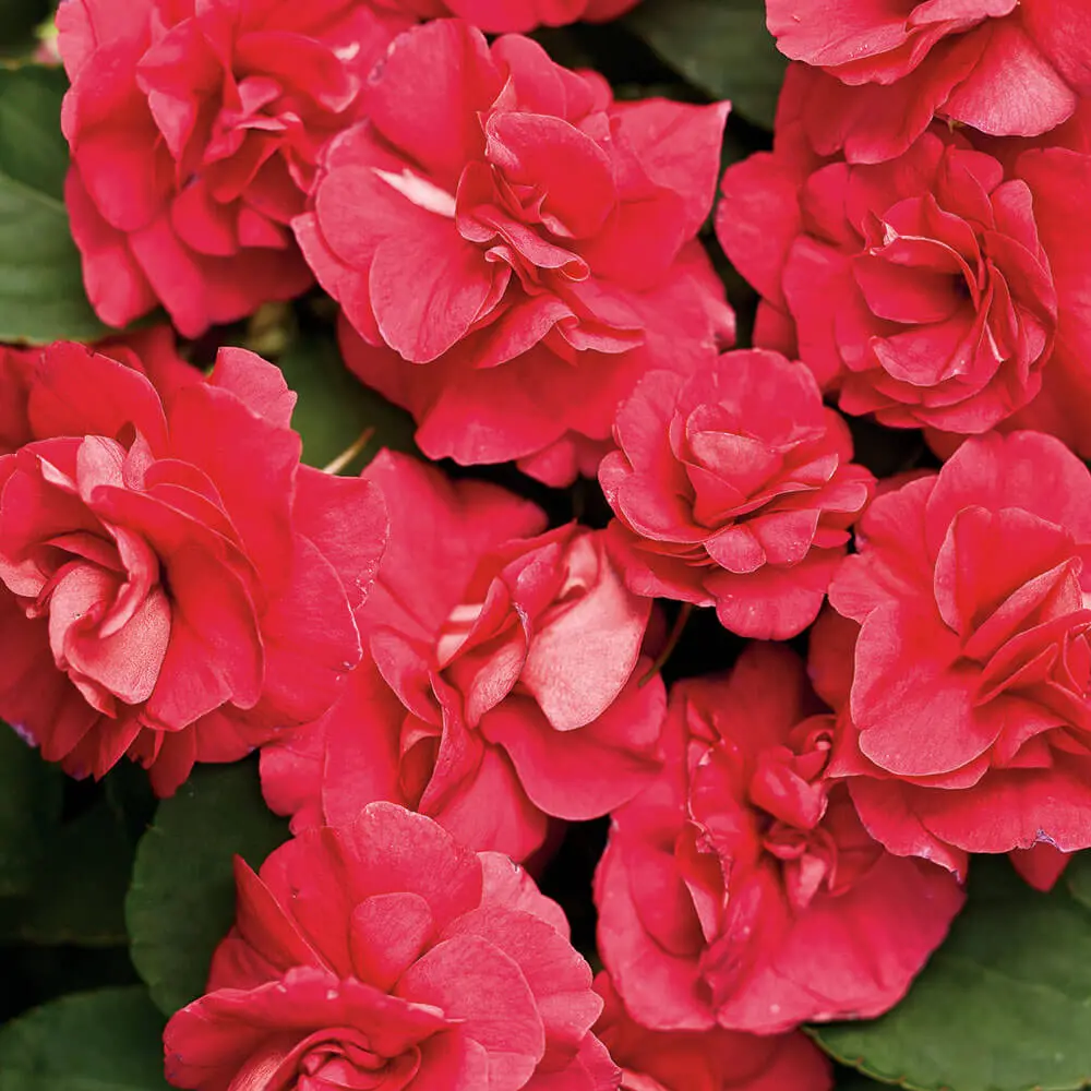 Impatiens-Rockapulco(R)-Red