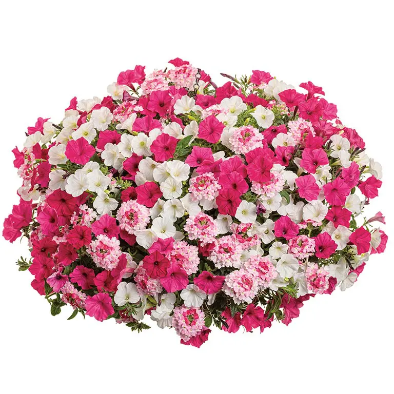 In-Our-Element In-Our-Element