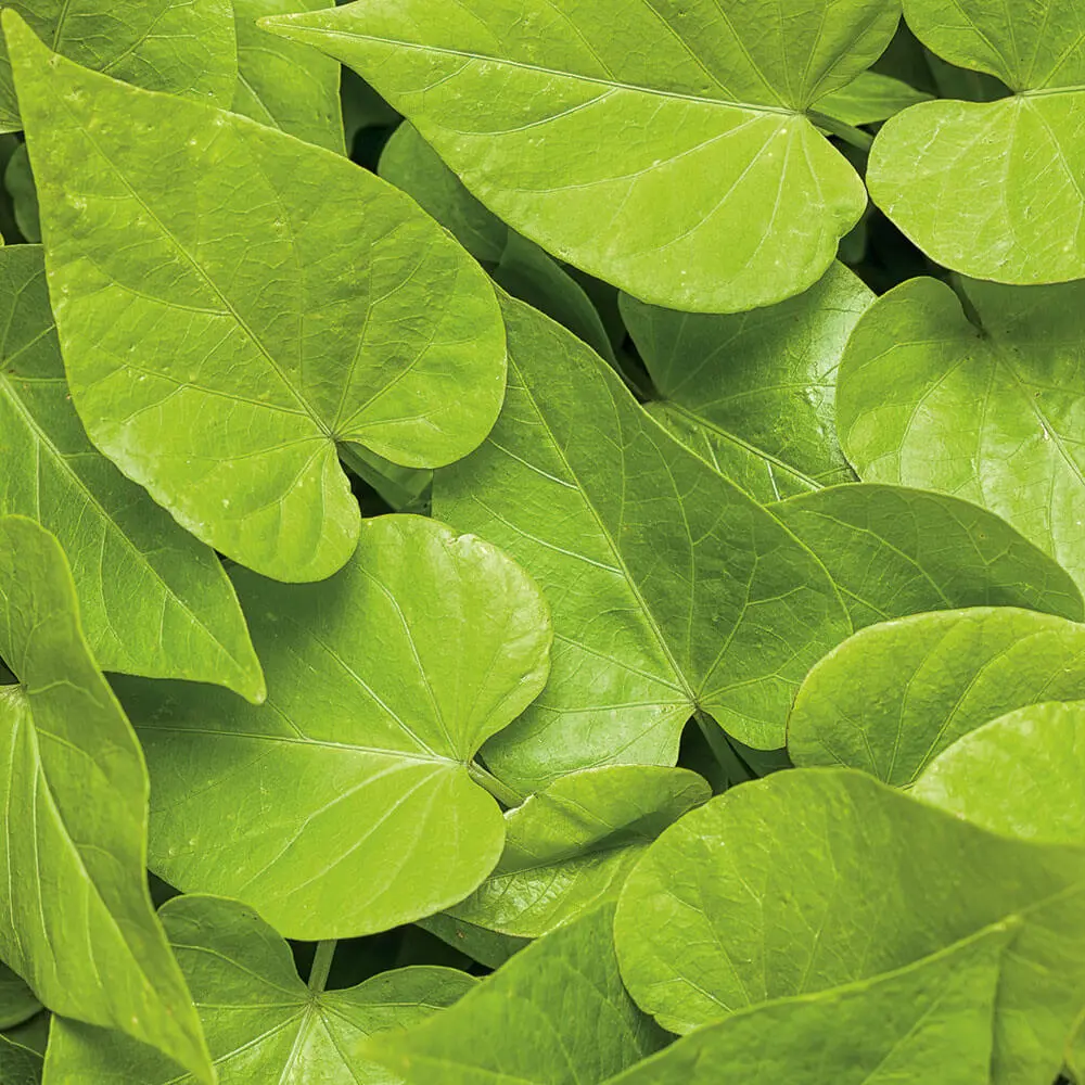 Ipomoea-Proven-Accents(R)-Sweet-Caroline-Sweetheart-Lime