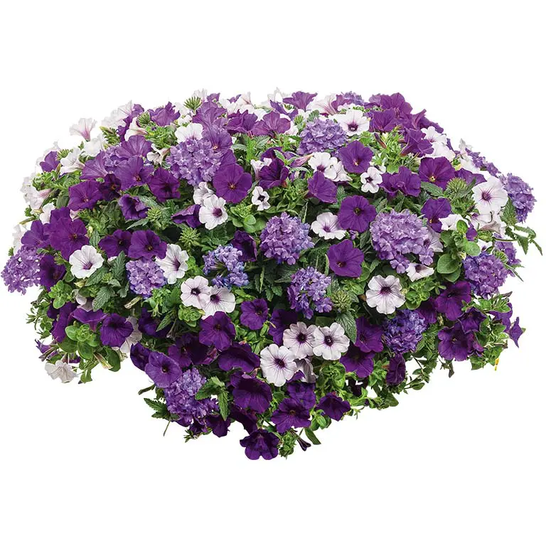 Candyland Lilac-Festival