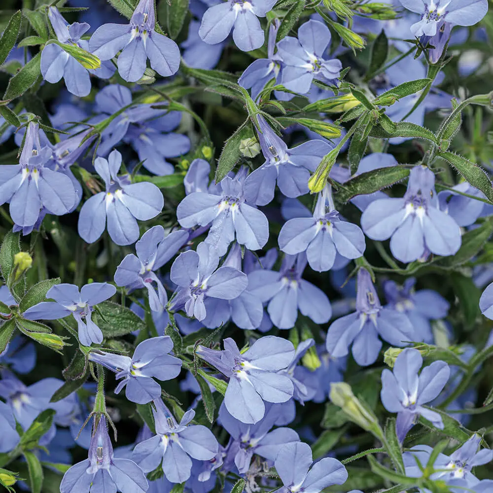Lobelia-Laguna-Sky-Blue-improved_TG