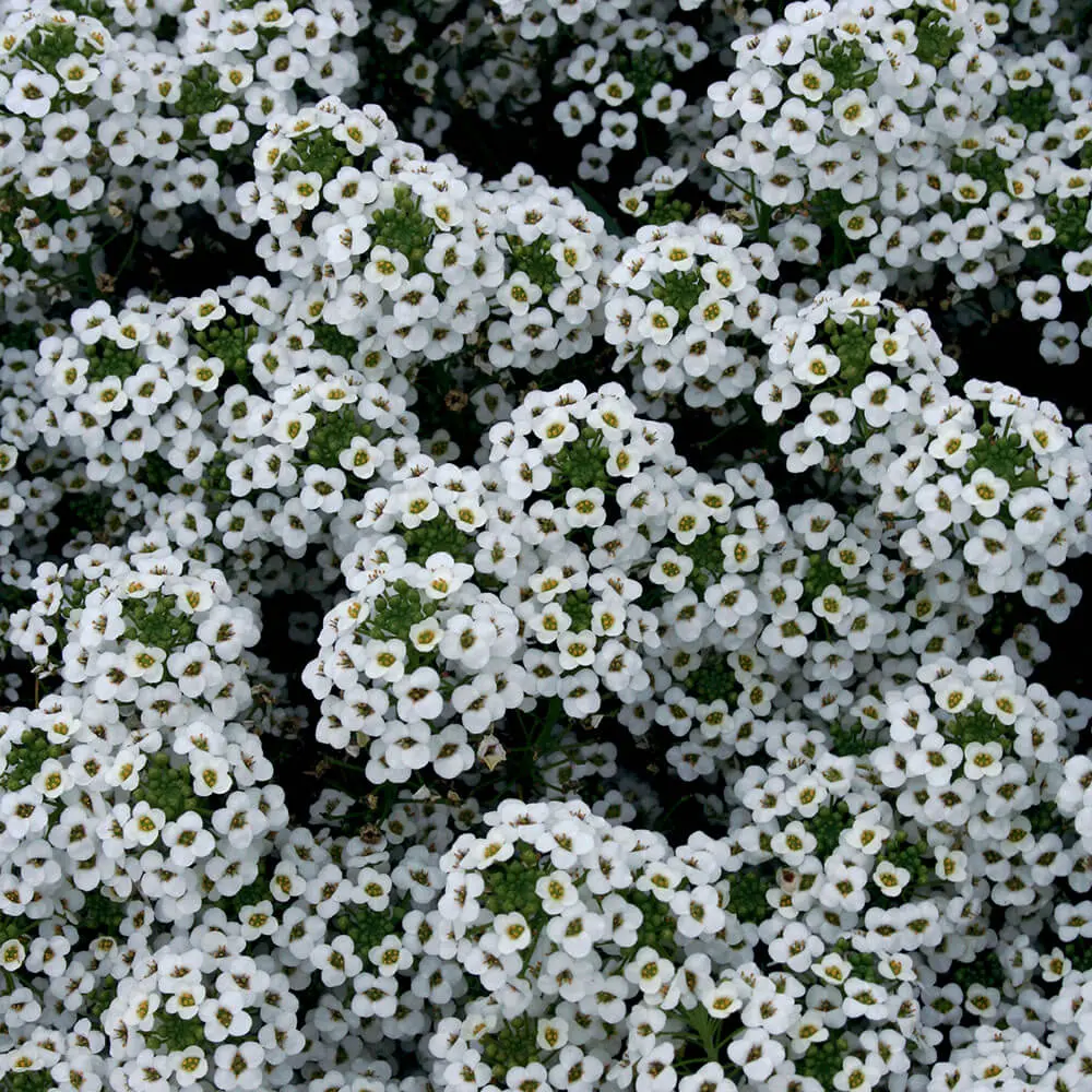 Lobularia-Snow-Princess(R)