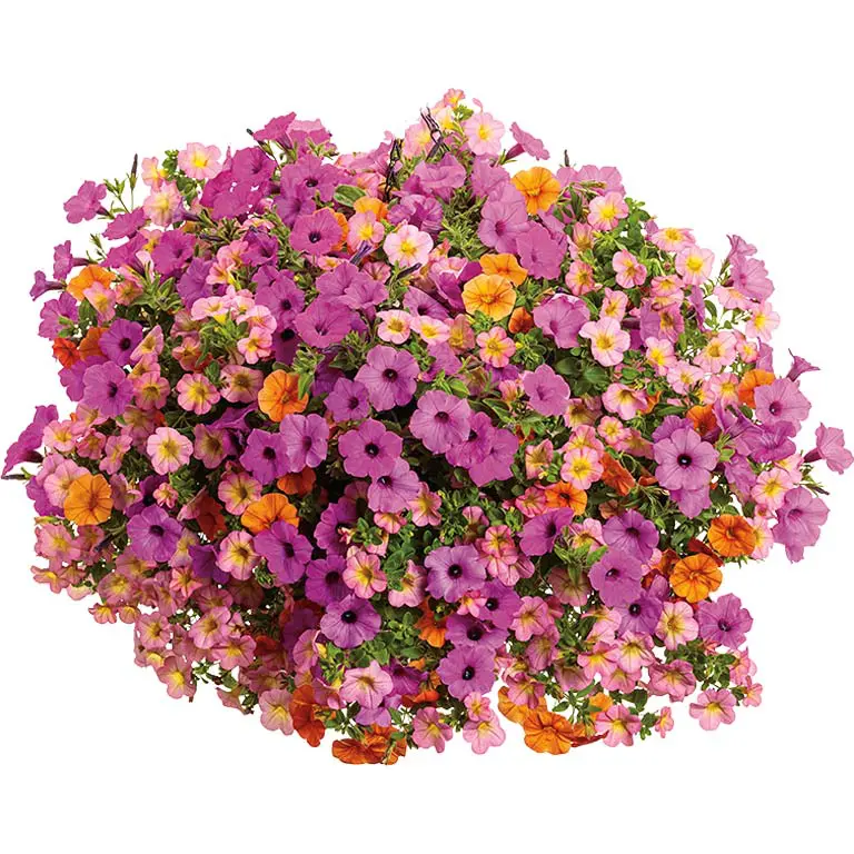 Nightingale Nightingale