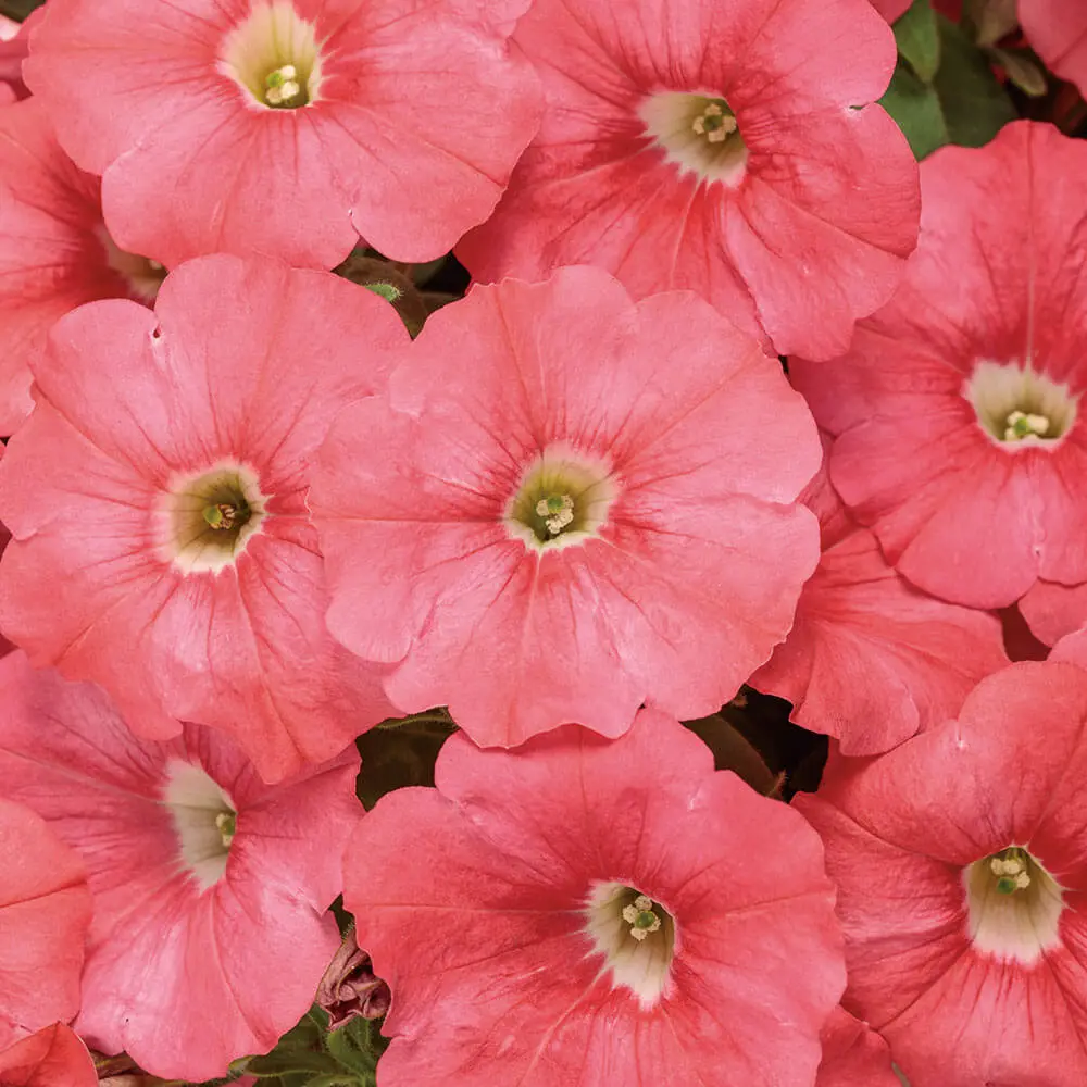 Petunia-Supertunia(R)-Bermuda-Beach(R)-2024-008