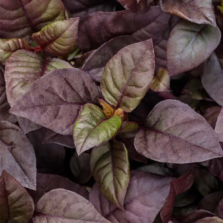 Plum-Dandy-Alternanthera