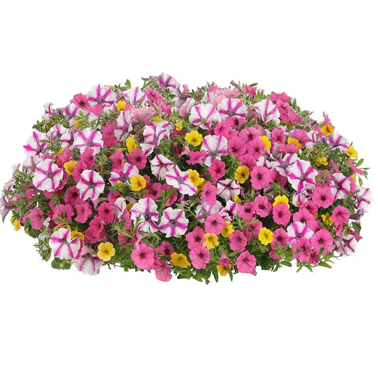 Sunglasses Sunglasses