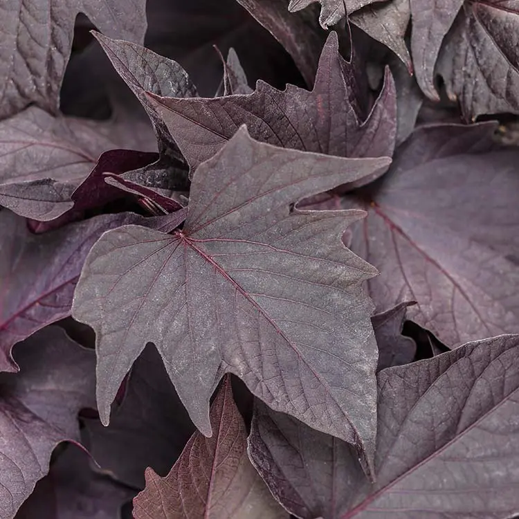 Sweet-Caroline-Bewitched-After-Midnight