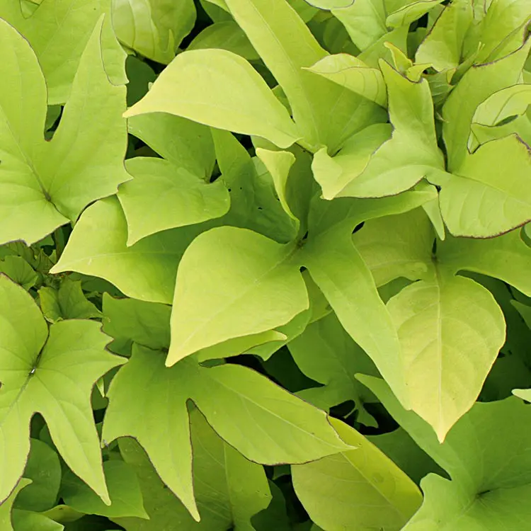 Sweet-Caroline-Light-Green