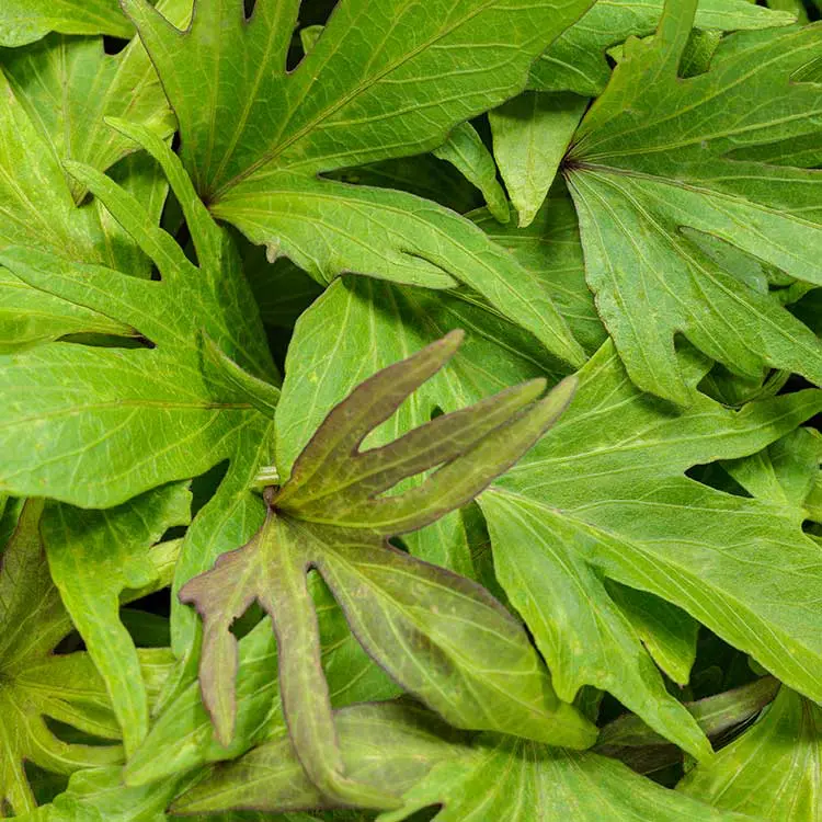 Sweet-Caroline-Medusa-Green