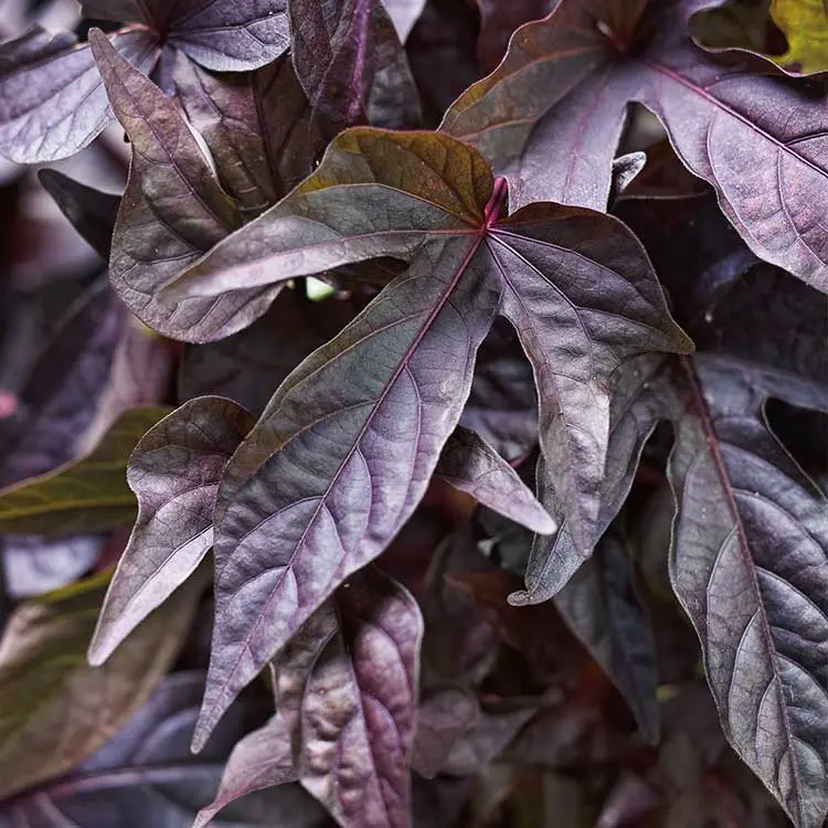 Sweet-Caroline-Raven