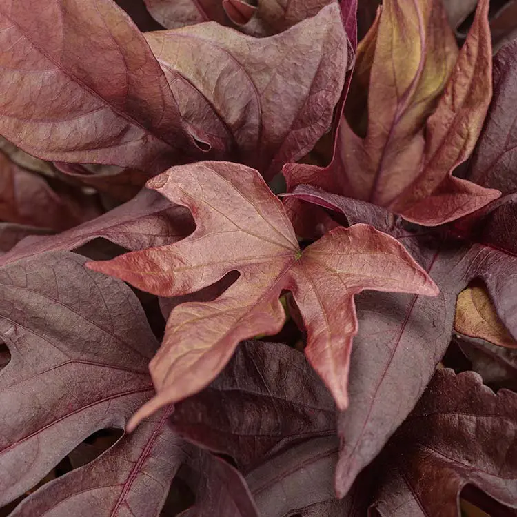 Sweet-Caroline-Red-Hawk