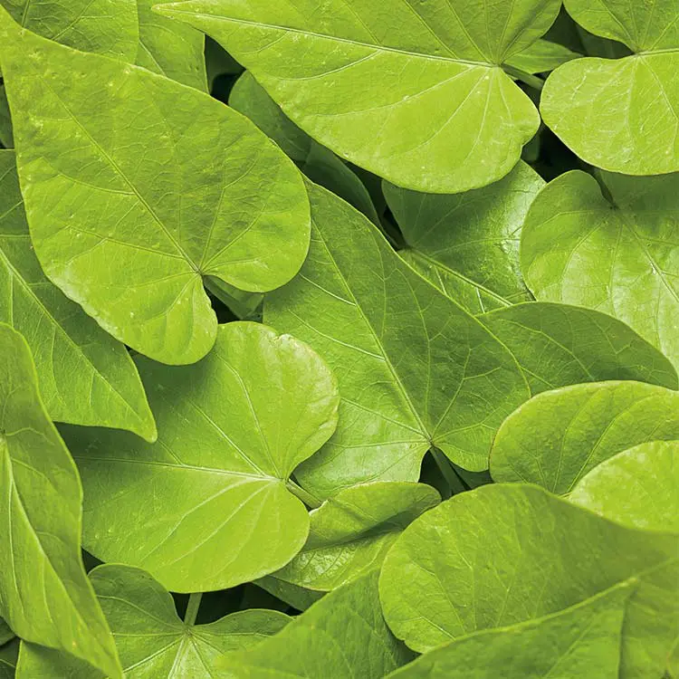 Sweet-Caroline-Sweetheart-Lime