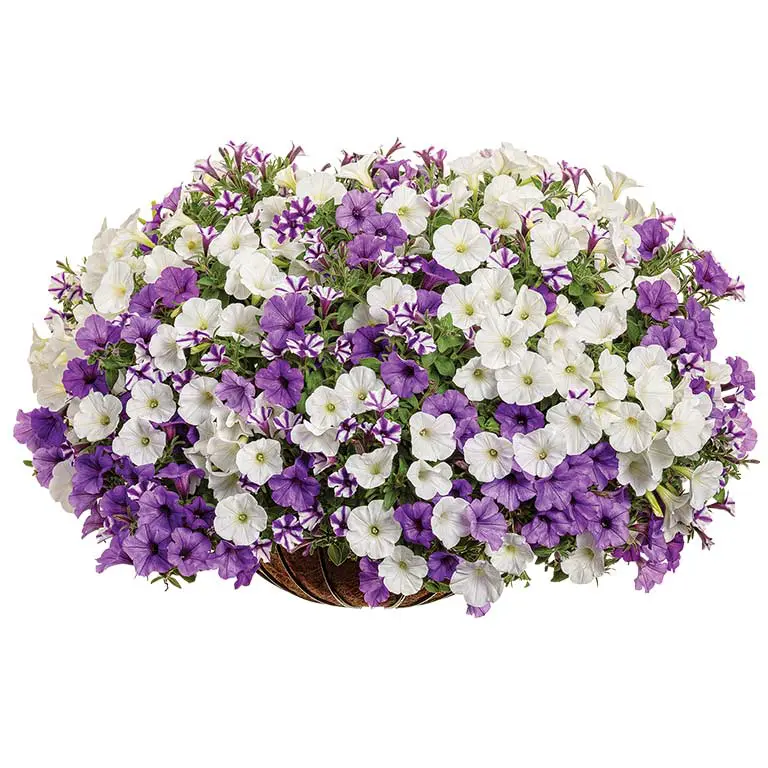 misty-seas misty-seas