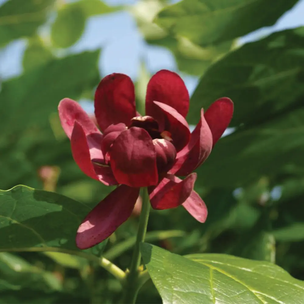 Aphrodite-Calycanthus