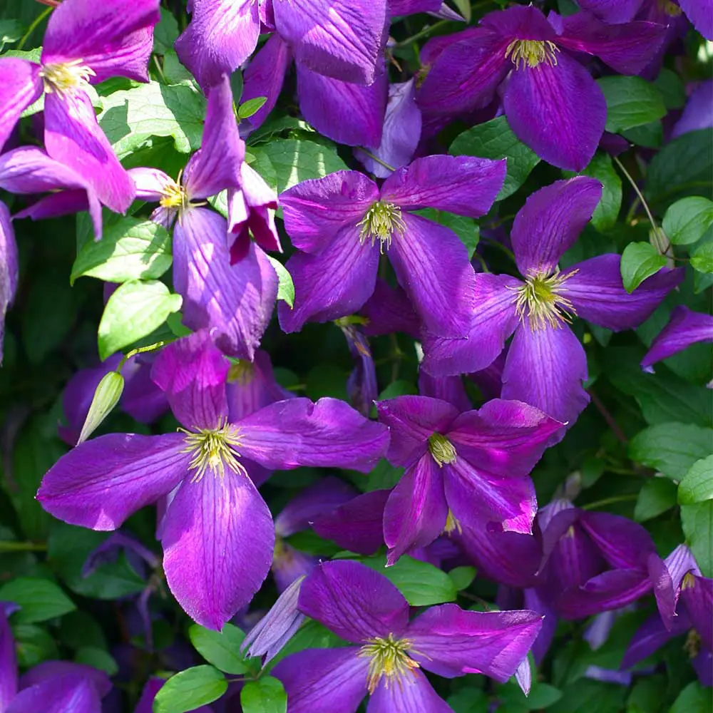 Happy-Jack-Clematis