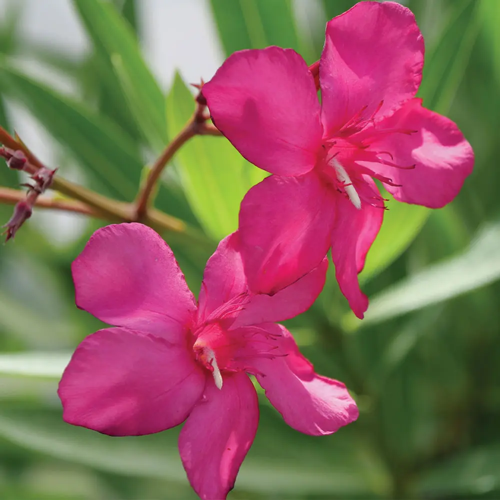 Austin-Pretty-Limits