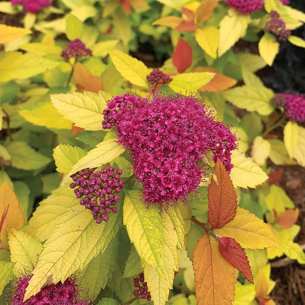 Double-Play-Candy-Corn