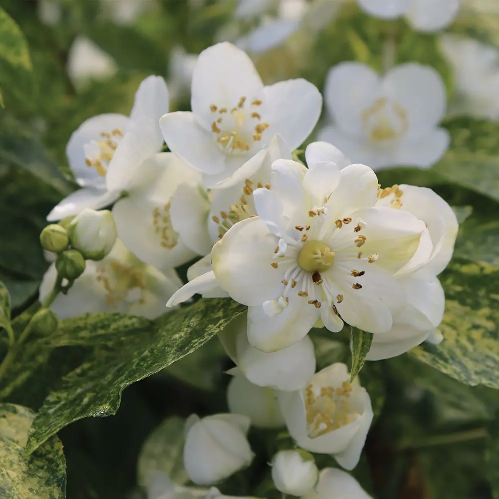 Philadelphus