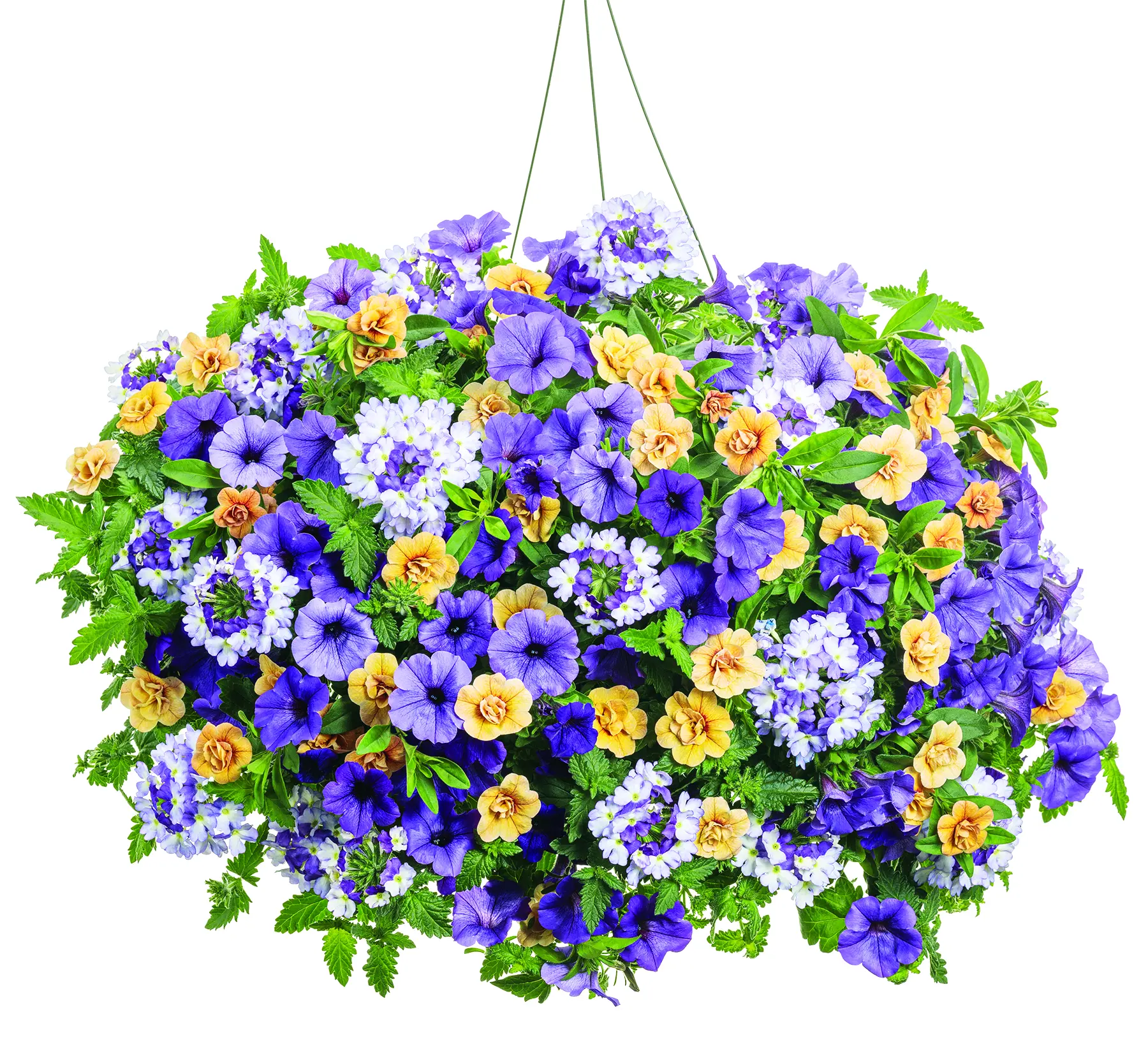 Polar Peach hanging basket-1800x1631-0e1330f Bahama-Beach