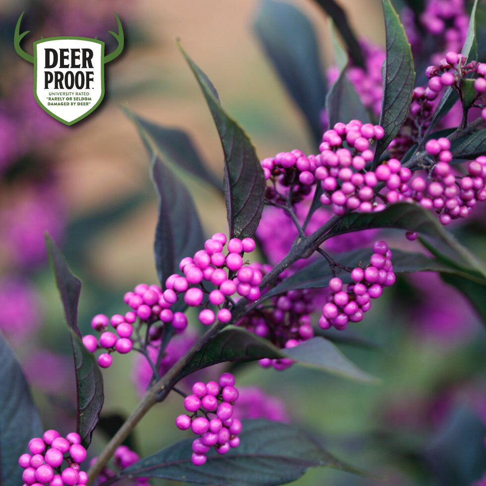 Pearl-Glam-Callicarpa