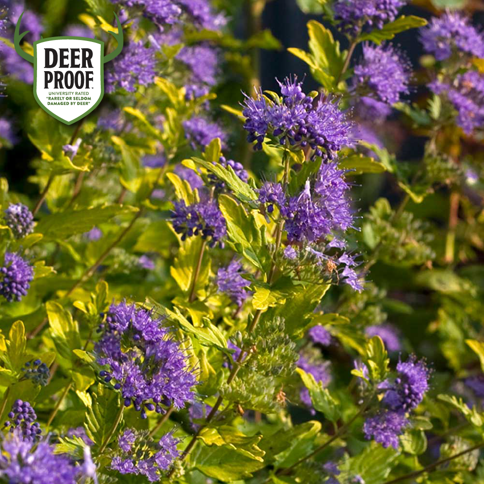 Sunshine-Blue-II-Caryopteris