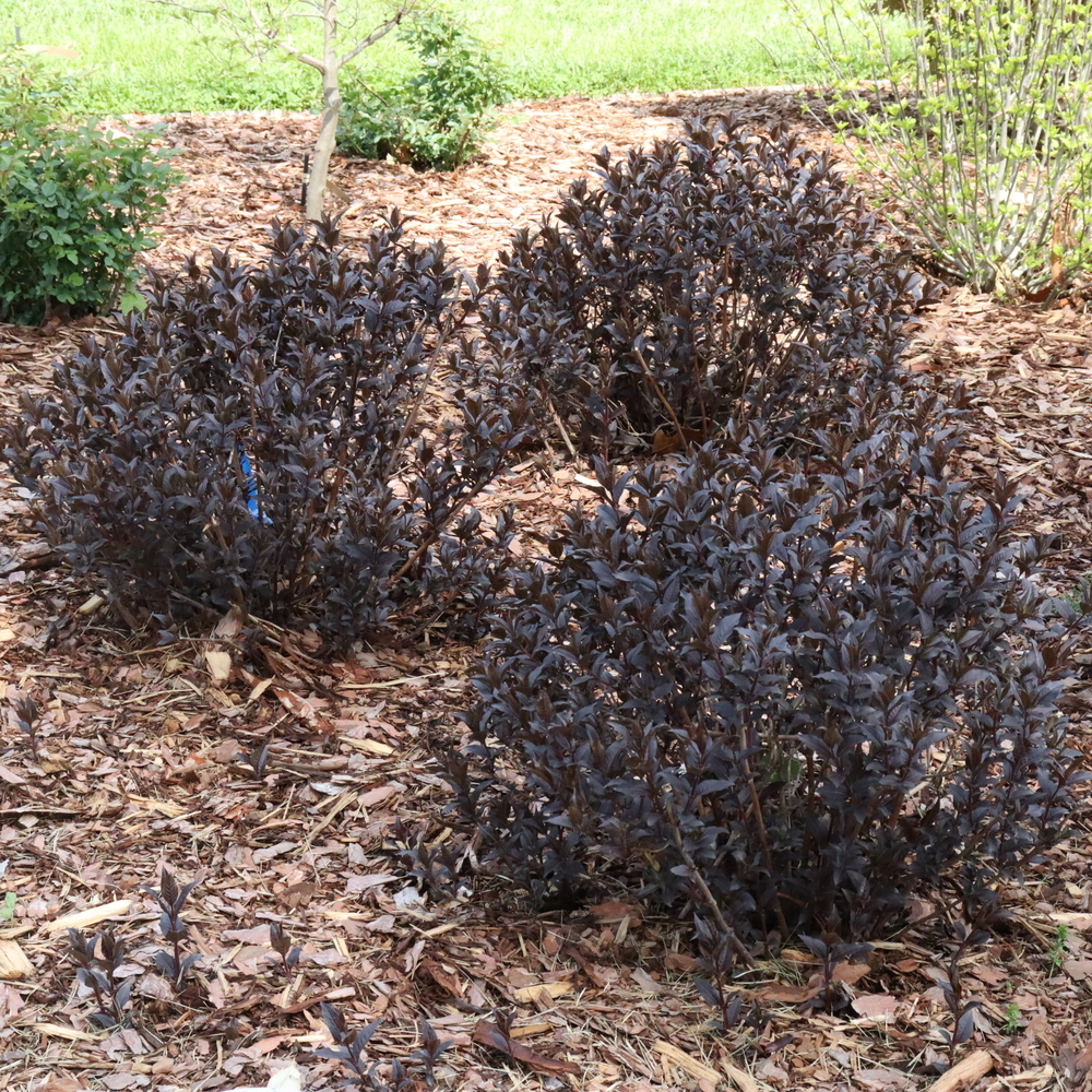 Diervilla_x_Kodiak_Jet_Black ao-1000x1000-a006145