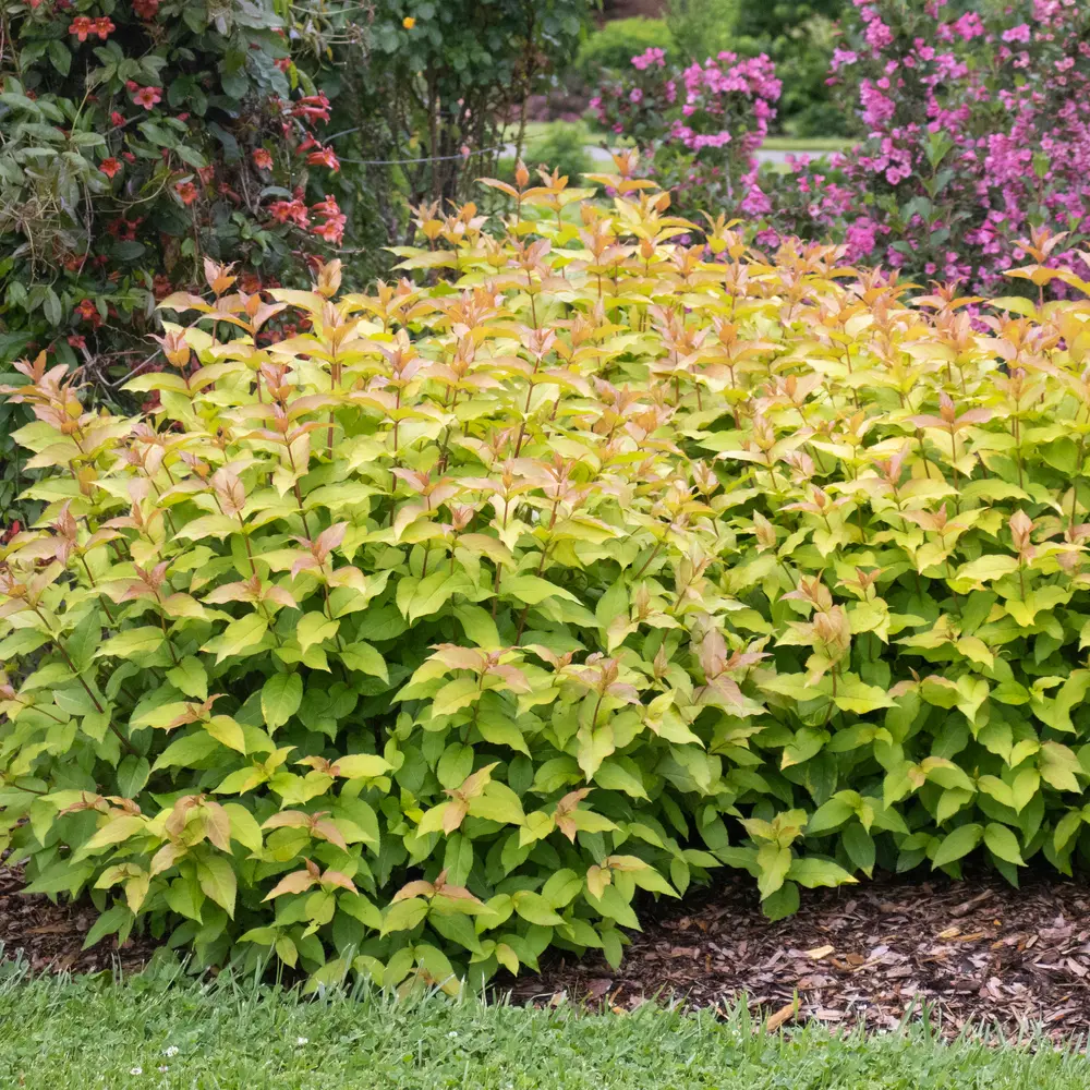 Diervilla_x_Kodiak_Spiced ao