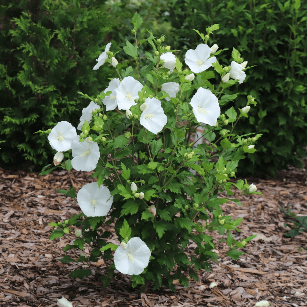 Hibiscus_syriacus_Paraplu _Pure_White-1000x1000-a006145