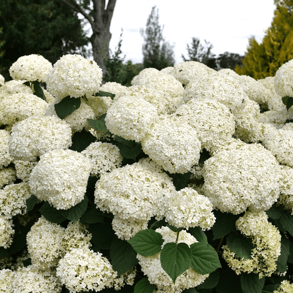 Hydrangea_arborescens_Incrediball_Storm_Proof ao-1000x1000-a006145
