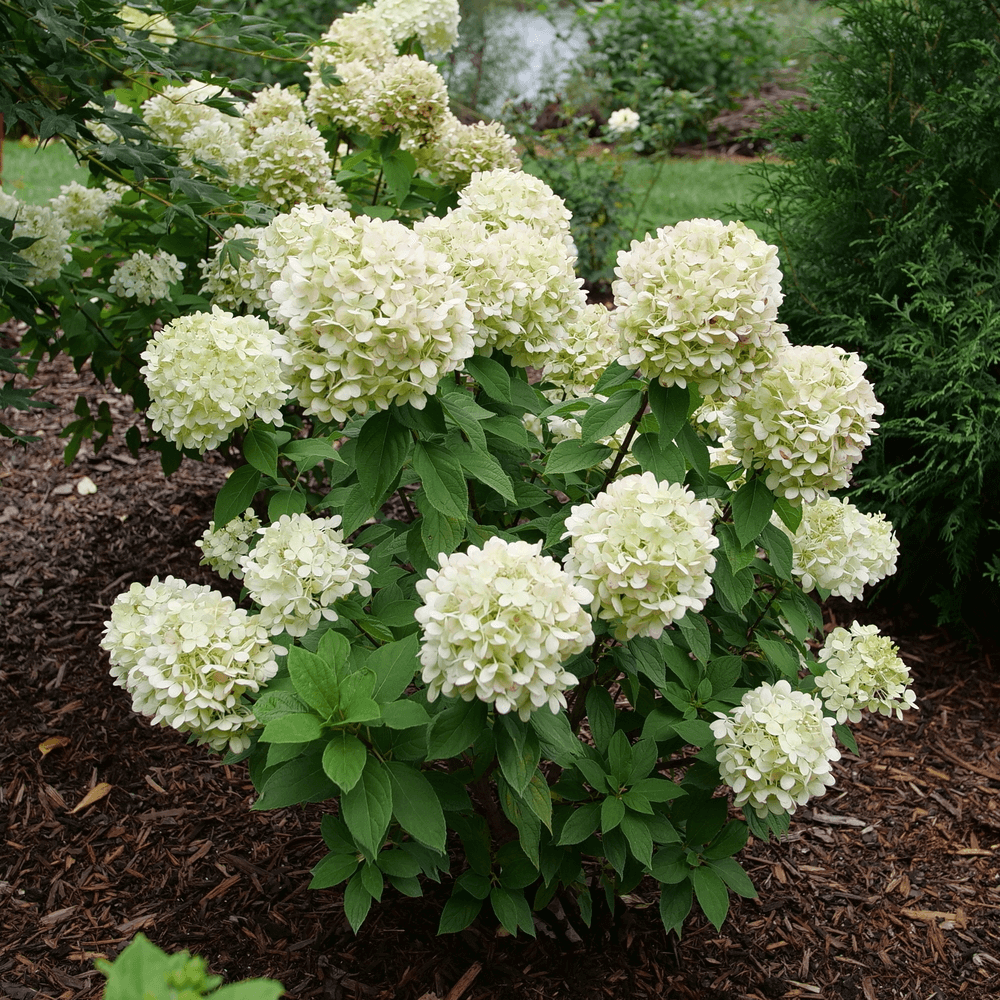 Hydrangea_paniculata_Powerball ao-1000x1000-a006145