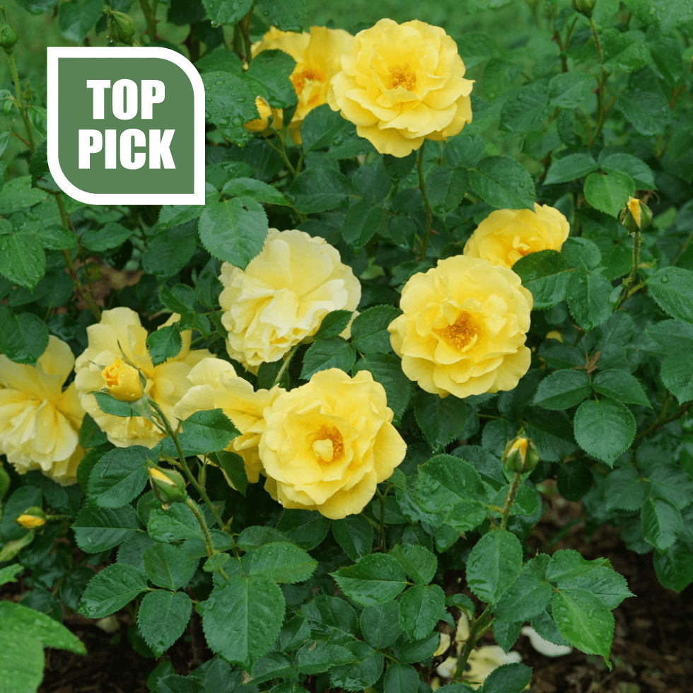 Rosa_x_Reminiscent _Yellow-1000x1000-a006145