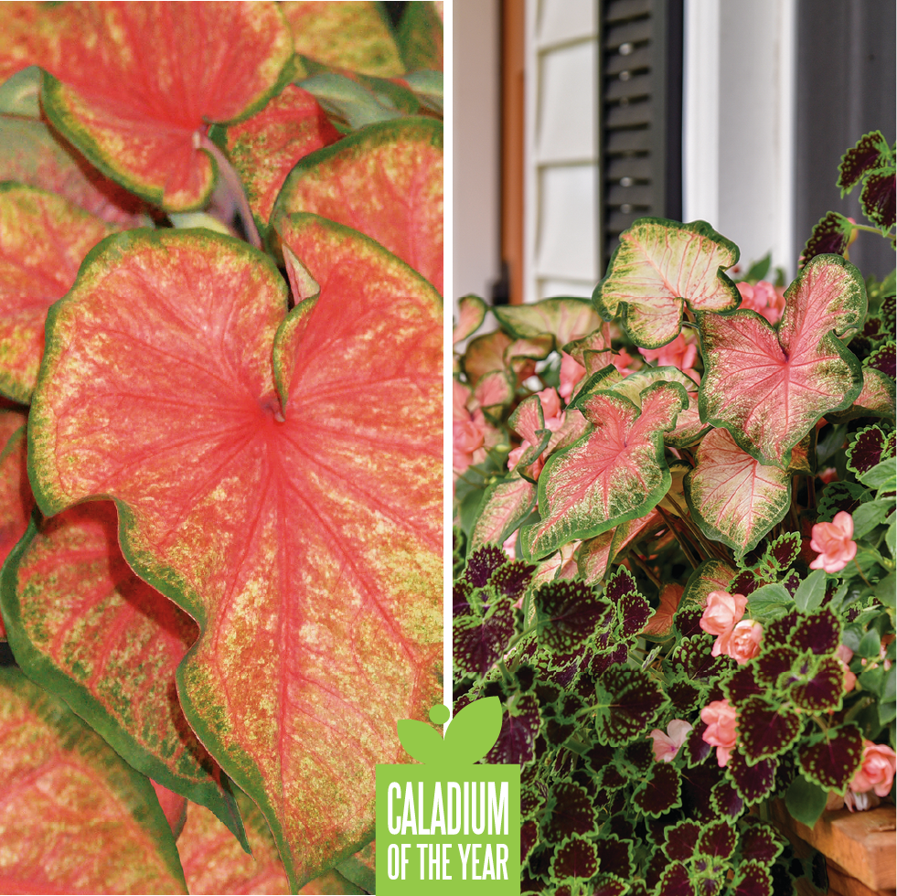Proven Winners Caladium of the Year - Heart to Heart "Lemon Blush"