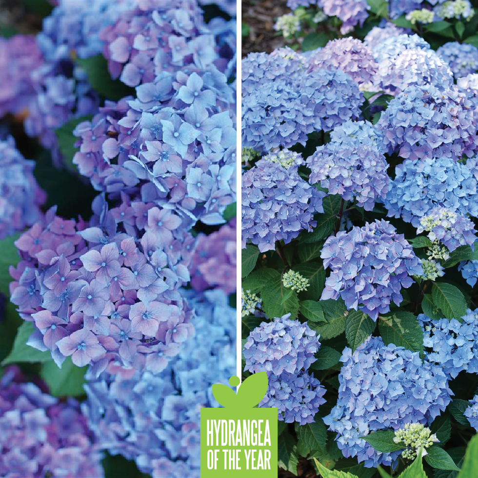 Proven Winners Flowering Shrub of the Year - Wine and Spirits